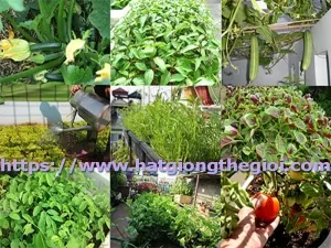 10 loai hat giong rau de trong cho khi hau viet nam ma ban can biet
