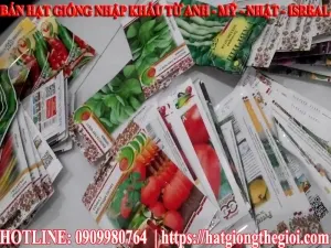 ban hat giong nhap khau tu my anh nhat isreal ty le nay mam den 90