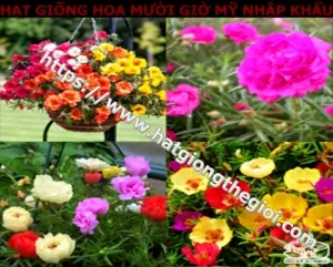 thong tin chi tiet ve bo hat giong hoa muoi gio my nhap khau