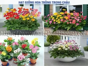 cac loai hat giong hoa xinh trong trong chau canh  ban da biet chua