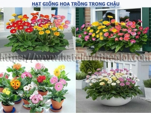 cac loai hat giong hoa xinh trong trong chau canh  ban da biet chua