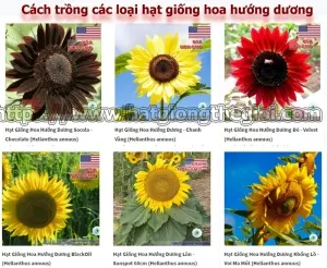 cach trong cac loai hoa huong duong dep