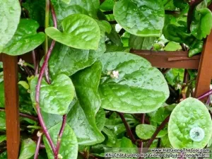 huong dan cach trong mong toi cao san moi nhat nam 2019