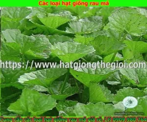can mua ban cac loai hat giong rau ma