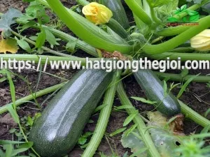 hay trong ngay giong bi ngoi xanh mot loai rau  co tot cho be
