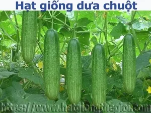 cung cap hat giong dua chuot ngoai nhap   thoi vu trong dua chuot