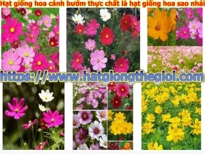 hat giong hoa canh buom thuc chat la hat giong hoa sao nhai