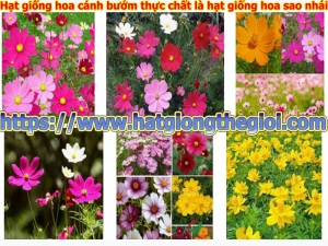 hat giong hoa canh buom thuc chat la hat giong hoa sao nhai
