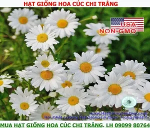 hat giong hoa cuc chi trang y nghia hoa cuc chi trang