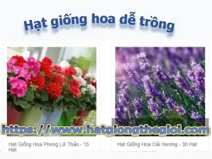14 hat giong hoa de trong no hoa quanh nam de nay mam de cham soc