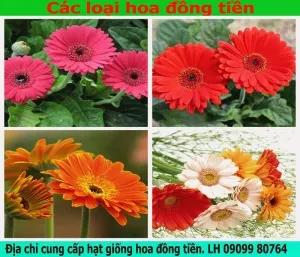 hat giong hoa dong tien