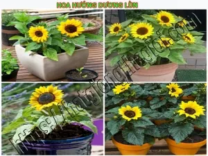 hat giong hoa huong duong lun ky thuat trong cay hoa huong duong lun trong chau