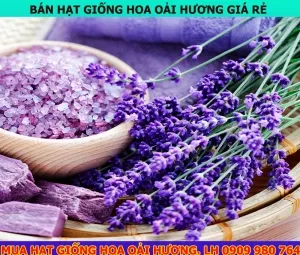 hat giong hoa oai huong