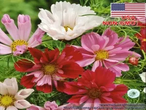 hat giong hoa sao nhai tai tphcmlong anbinh duongdong naida nang