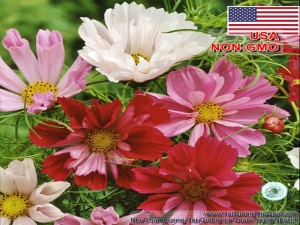 hat giong hoa sao nhai tai tphcmlong anbinh duongdong naida nang