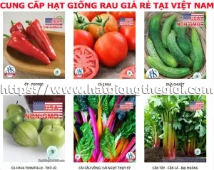 hat giong rau sach tai tphcm long an binh duong dong nai da nang