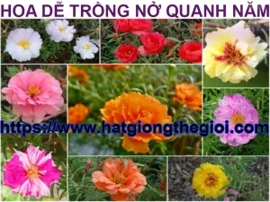10 loai hoa de trong no quanh nam thich hop de trang tri ban cong