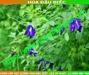cung cap hat giong hoa dau biec tphcm