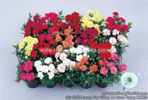 cam chuong dianthus
