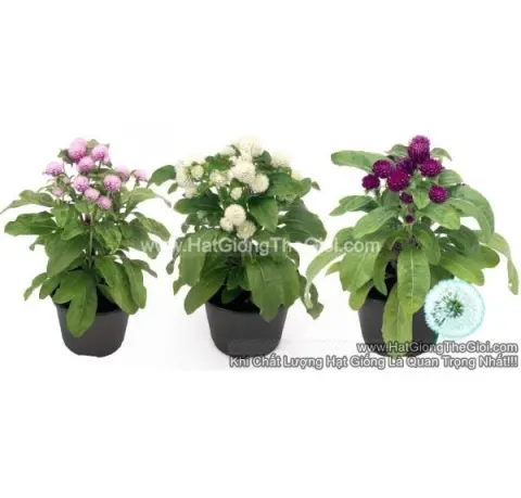 cuc bach nhat gomphrena