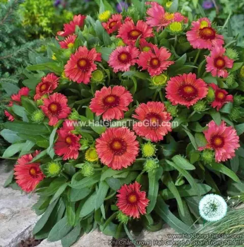 cuc cong chua gaillardia