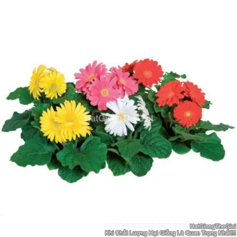 dong tien gerbera