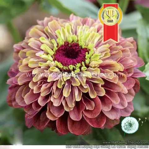 cuc la nham ngu sac zinnia