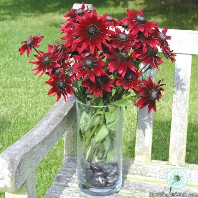 cuc xoe rudbeckia