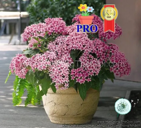 diem chau pentas