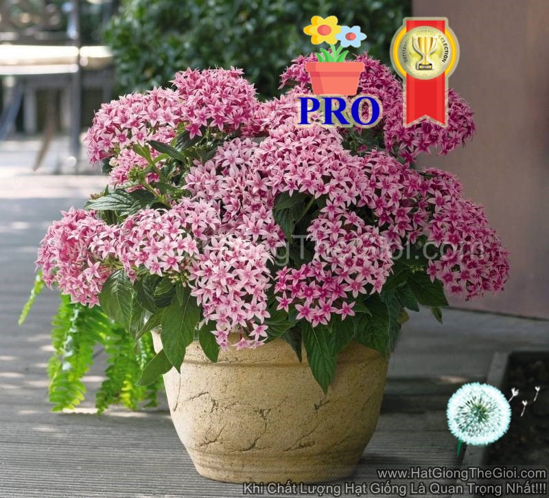 diem chau pentas