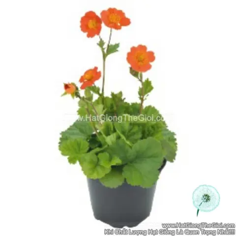 hoa geum