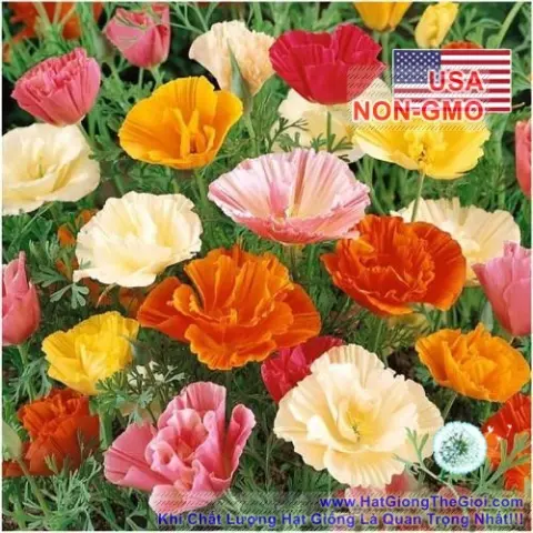 kim anh   california poppy