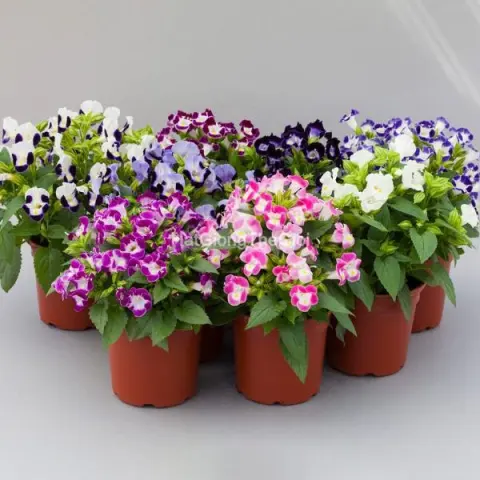 to lien torenia