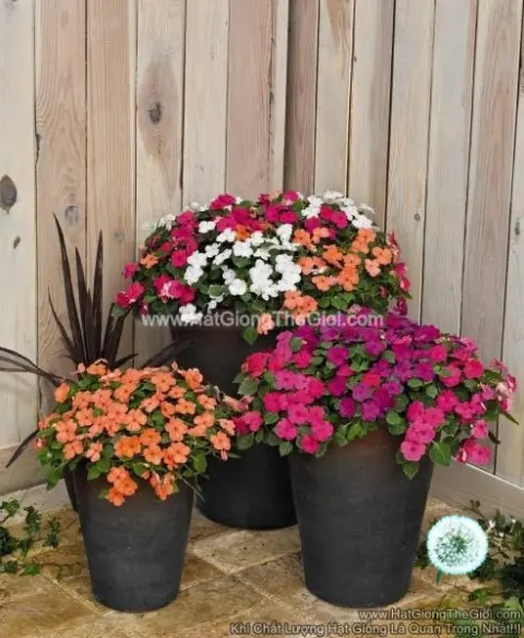 mai dia thao ngoc thao impatiens