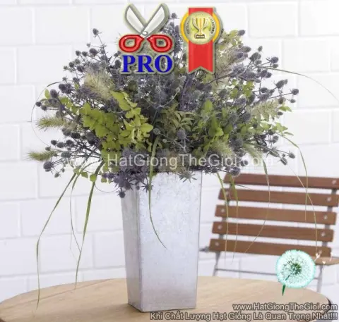 nhim bien eryngium