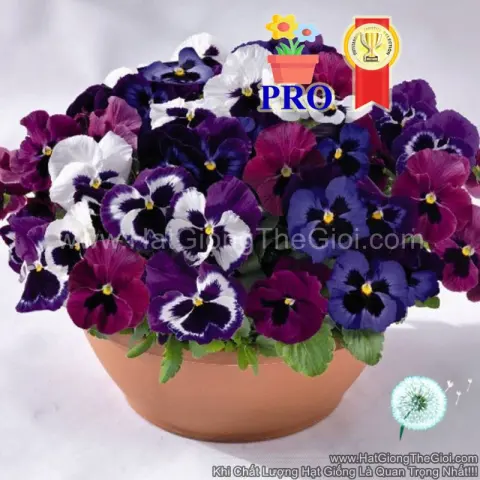 pansy viola