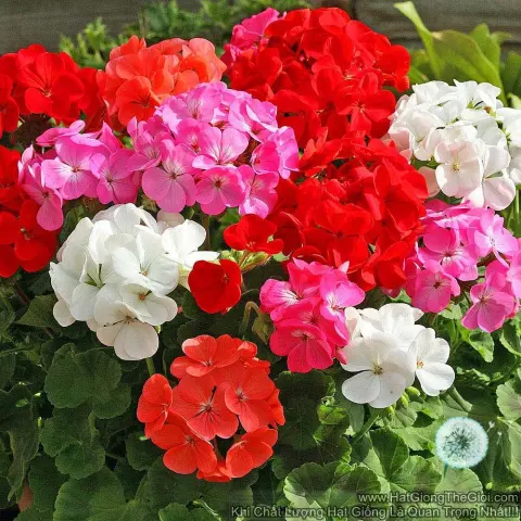 phong lu geranium pelargonium