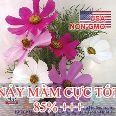 sao nhay cosmos