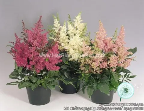 tan lac phu astilbe
