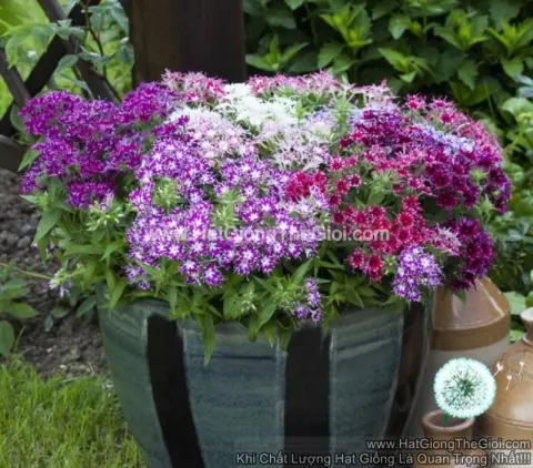 thanh truc phlox