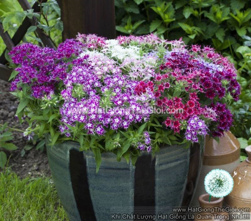 thanh truc phlox