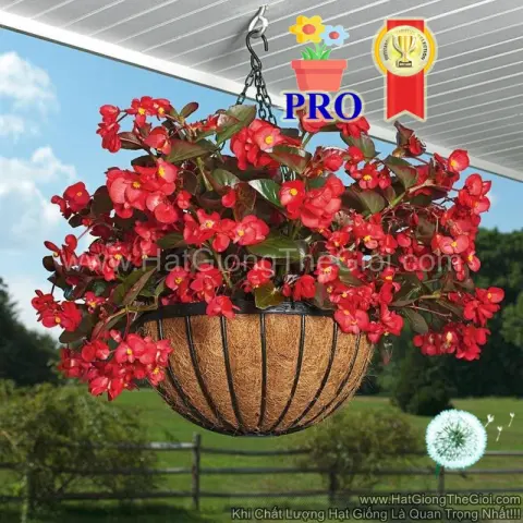 thu hai duong begonia