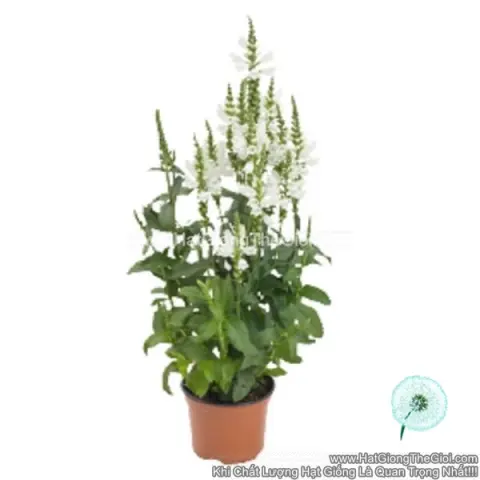 hoa thu ngoan physostegia