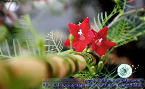 toc tien hoa leo