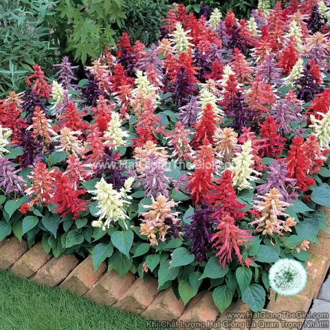 xac phao salvia