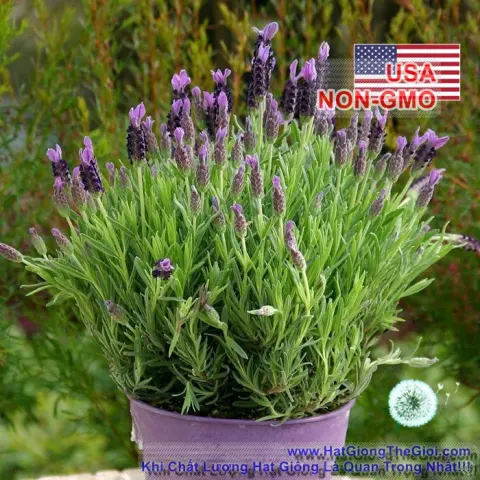 oai huong lavender