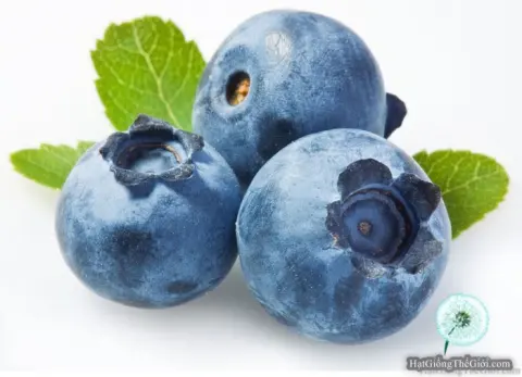 viet quat   berry bui