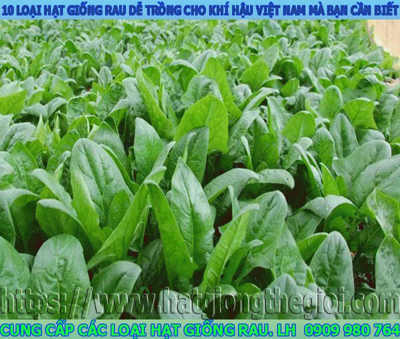 10 loại hạt giống rau dễ trồng cho khí hậu Việt Nam mà bạn cần biết