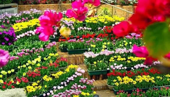 Top 1 địa chỉ bán hạt giống hoa uy tín nhất tại TP.Hồ Chí Minh 2019