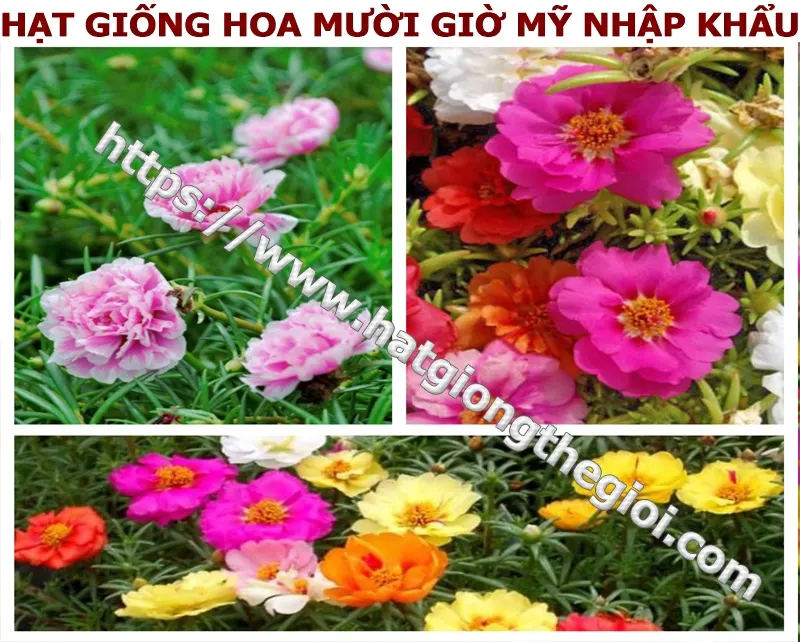 Hạt giống hoa mười giờ Mỹ nhập khẩu